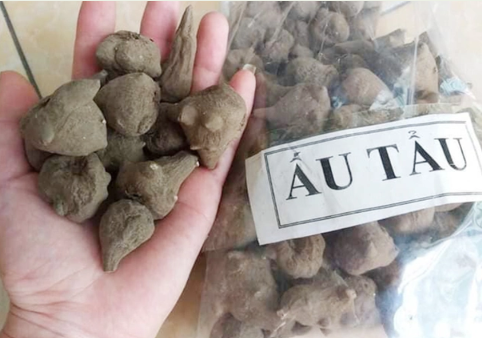 Tuyệt đối không sử dụng củ ấu tẩu khi chưa biết cách xử lý